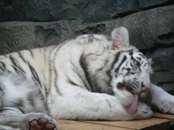Белый тигр чистюля