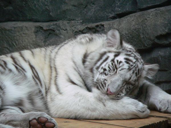 Белый тигр соня