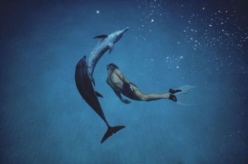 ММФФ «Золотой дельфин» 