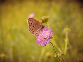 Бабочка сидящая на цветке