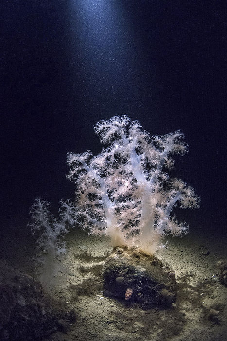 Полярный коралл. Белое море.