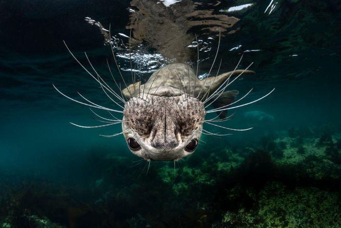 © Greg Lecoeur, National Awards 1st Place, France, Shortlist, Open competition, Natural World & Wildlife, 2019 Sony World Photography Awards