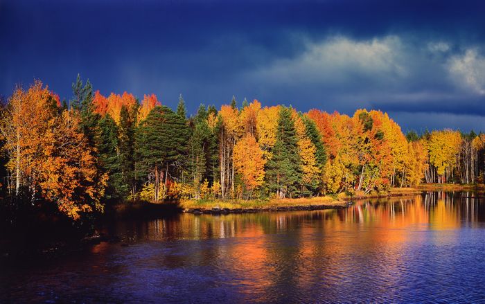 Самат Гильметдинов Золотой лес перед штормом