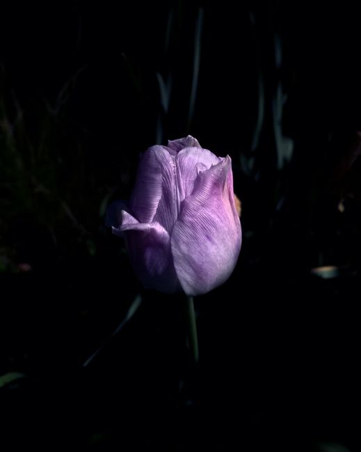 Юри Катания/Фиолетовый тюльпан