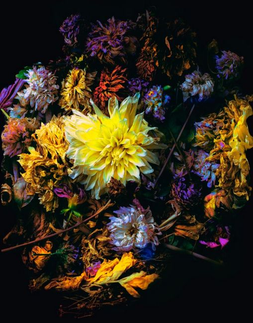 Юри Катания/Смерть в цвете